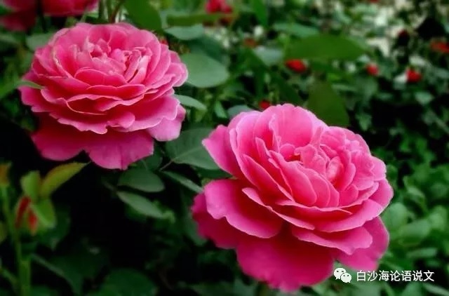 校园星河10：三步之内，必有芳草.jpg