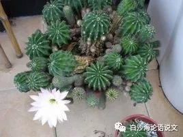 校园星河30：“仙人球”少年，从文学到法学3.jpg