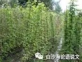 校园星河48：挽救2.jpg