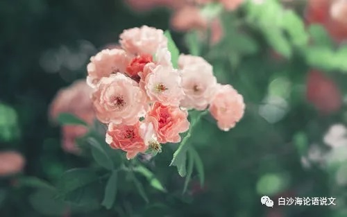 校园星河49：1988年的四姊妹2.jpg