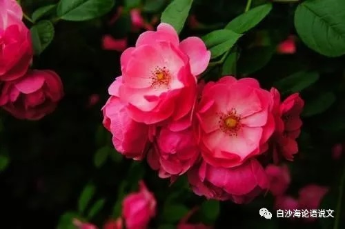 校园星河49：1988年的四姊妹3.jpg