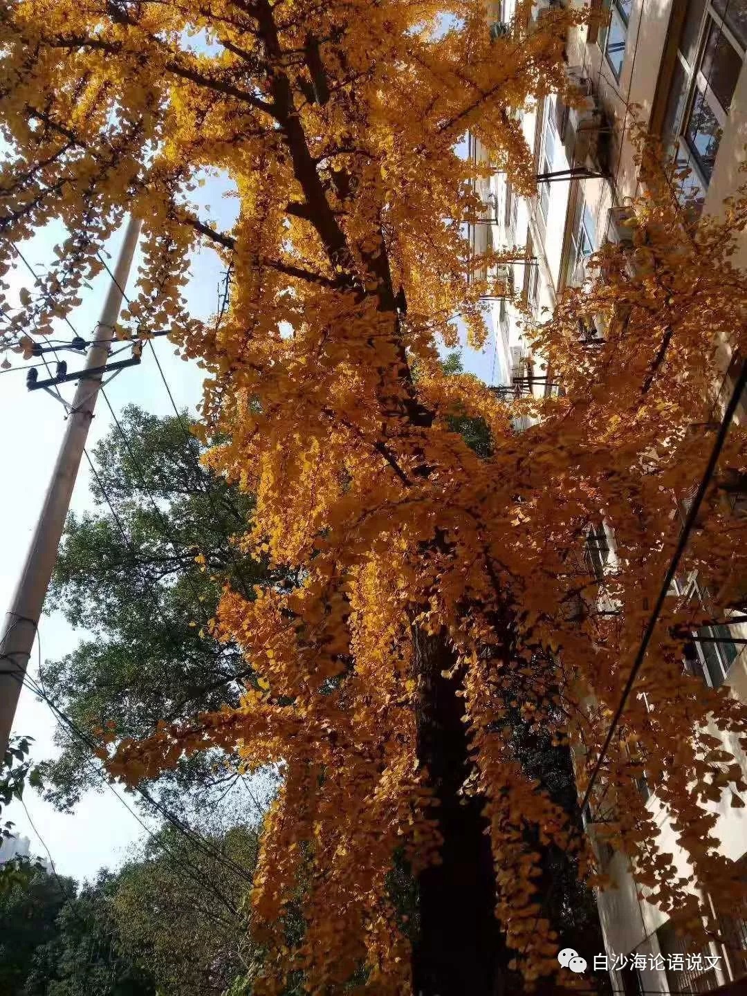 校园星河51：痛改前非2.jpg