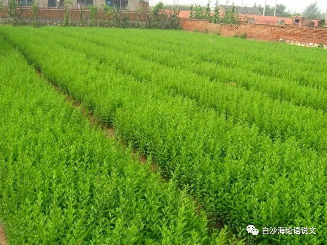 校园星河52：《我和明天的太阳》序2.jpg