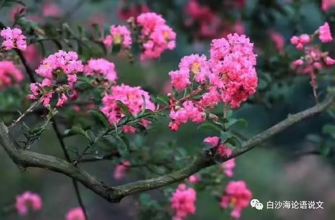 校园星河59：阳台闲话：文学是社会发展的灵魂.jpg