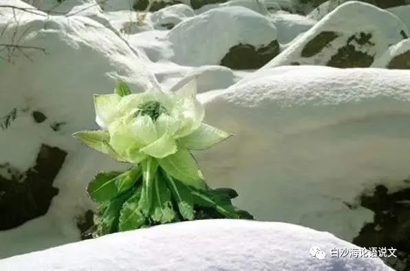 考文运思专栏23：考试体作文中的随笔2.jpg