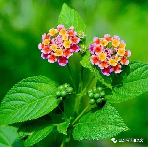 考文运思专栏24：考试体作文的创新2.jpg