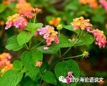 助背导练31：根据借物议论法读背罗隐七绝《蜂》2.jpg