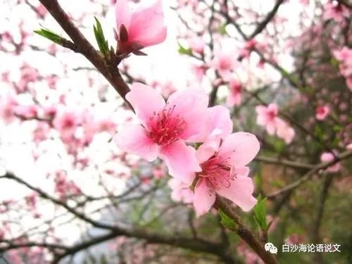 助背导练34：网课教你背诵四下新课文《江畔独步寻花》的方法了吗4.jpg