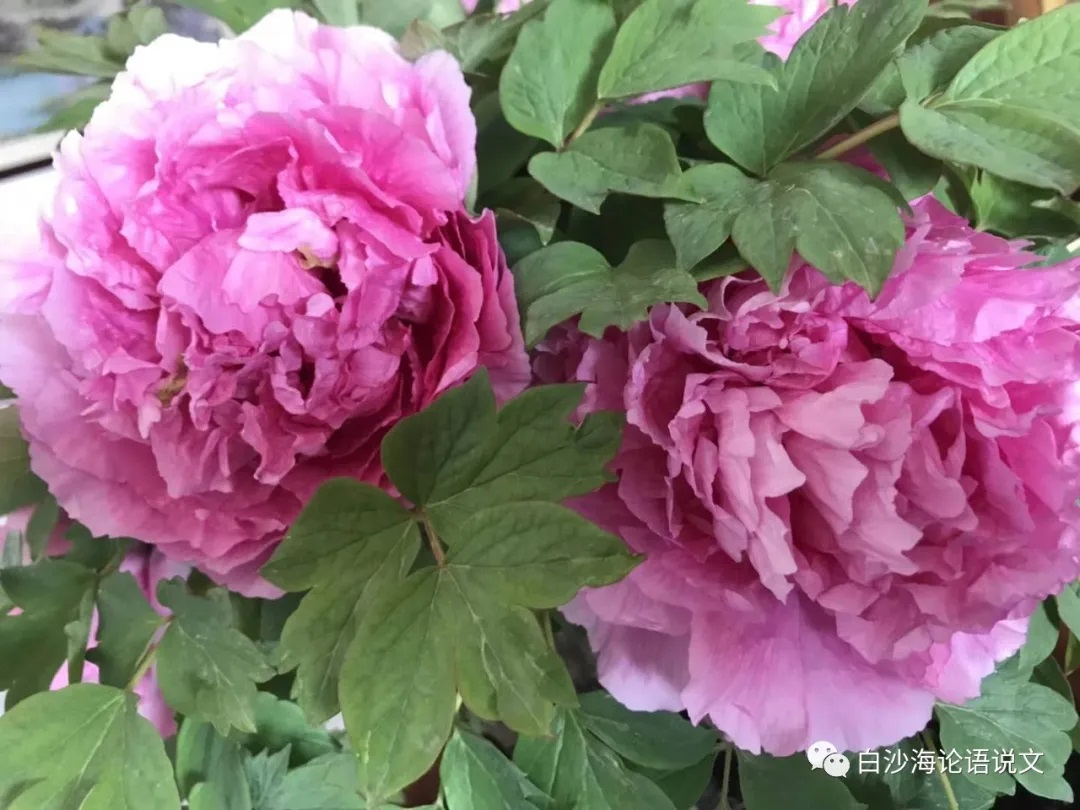 语文答疑录9：在夹缝中学好语文求发展.jpg