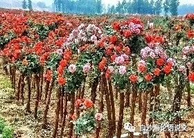 中考佳作速成： 提纲挈领法.jpg