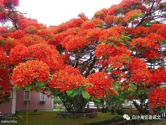 考文运思27：考试体作文要结构严谨——兼评上海卷两篇结构好与次好的高分作文2.jpg
