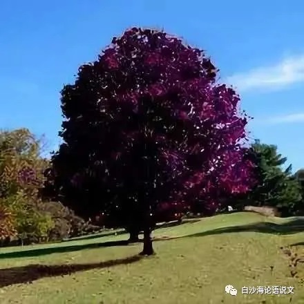 考文运思27：考试体作文要结构严谨——兼评上海卷两篇结构好与次好的高分作文3.jpg